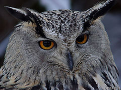 photo ""Sight...(Eagle owl)""