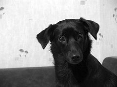 photo "Surprise and affection"