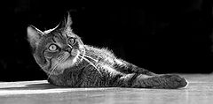 фото "Morning!!!"
