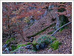 photo "fall in the forest"