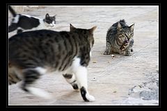 photo "The fist"