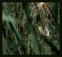 photo "Mystery"