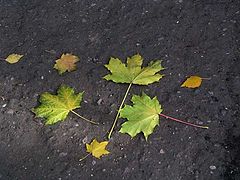 photo "Autumn symmetry"