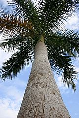 photo "Palm"