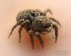 photo "The small jumper"