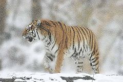 фото "Walk in the Snow"