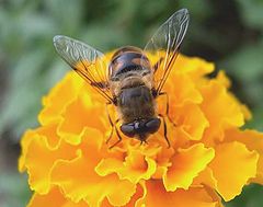 photo "Flower and bee"