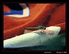 photo "my towel ..."