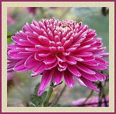 photo "flower"