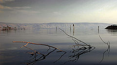 photo "DesertTwigs"