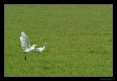 photo "Freedom in the green"