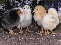 photo "Children of KFC"