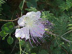 фото "Caper Flower"
