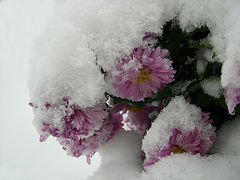 photo "Early winter"