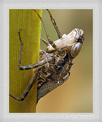 photo "Aline"