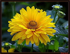 photo "yellow flower"