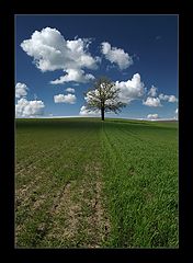 photo "the tree"