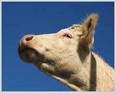 фото "The Champion"
