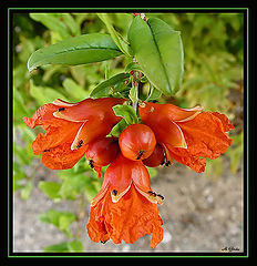 photo "Bells with Ants"