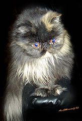 photo "Kitty-cat"