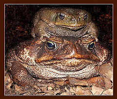 photo "Family portrait of Giant Toads"