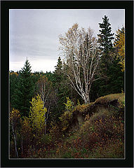 photo "Lonely birch tree"
