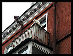 photo "Cat"