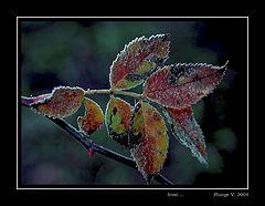 photo "frost ..."