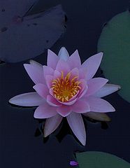 photo "Water"