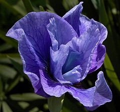 photo "Blue"