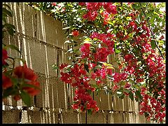 photo "Red Flowers"