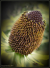 photo "* * *"