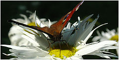 photo "perfect landing (front view)"