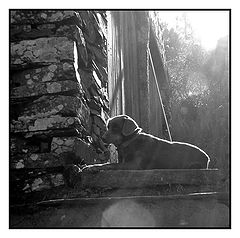 фото "a sunday of dog"