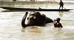 photo "Bathing of the "red elephant ""
