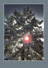 photo "Has lost the way among pines"