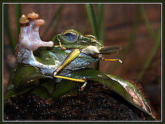 photo "... and has eaten a grasshopper! (children`s song)"