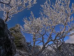 photo "Hoarfrost"