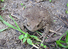 photo "camouflage"