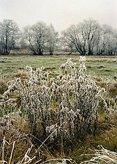 фото "Иней (3)"