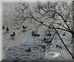 photo "Morning bath"