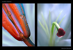 фото "FLORAL PORNO"