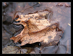 photo "fall"