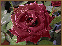 photo "Belle"