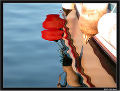 photo "Reflections"