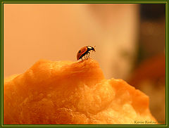 photo "* * *"