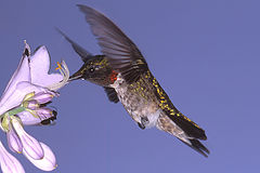 фото "Male Rubythroated Hummingbird"
