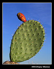 фото "Cactus"