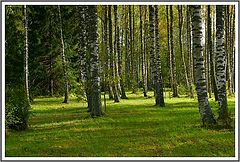 фото "green..."