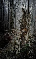 photo "It is not a christmas tree"